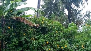 The rain 4