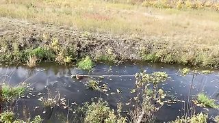 Beaver hauling long