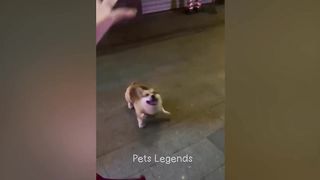 Funny cats???????? 2