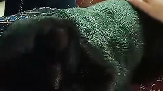 Loving cat