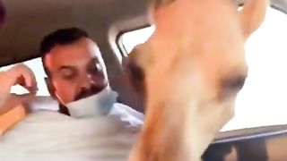 Camel funny arab video