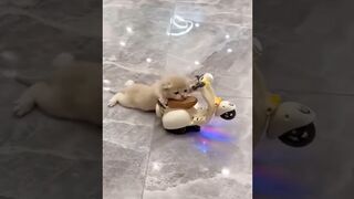 Funny Animal Videos Of The Day ????