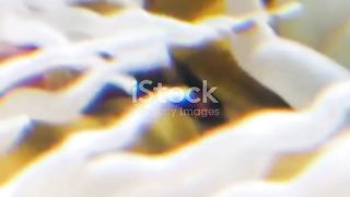 Sea Anemone - The Ocean's Flower