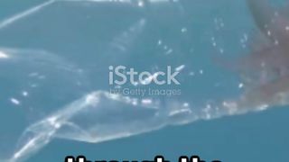 Salps - The Jellyfish Imposters