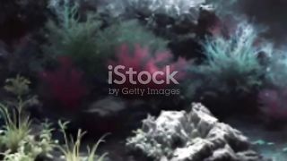 Yeti Crab - The Hairy Deep Sea Water