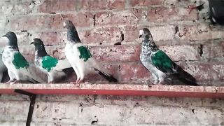 pigeon parvazi beautiful breeder pair