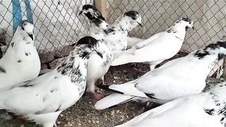Sialkote 35waly batry pigeon beautiful