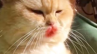 Cute cats 23