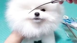 Sweet Dog 2