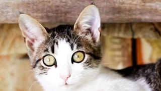 Gatos- Amar sem dominar. Qual o nome do seu gatinho?