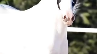 Cavalos lindos