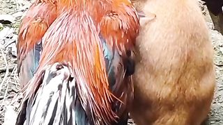 Amor entre galo e gato