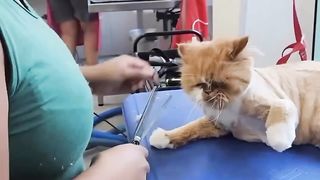 Os gatos Peraltas são lindos e adoráveis!