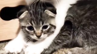 Os gatinhos ferozes eram temidos por todos