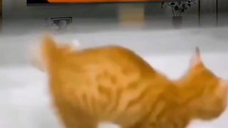 Gato Michael is back