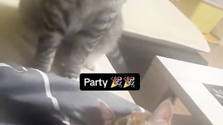 Funny Cat Viral Video 42