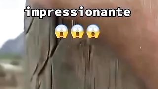 Se contasse você acreditaria Temos muito o que aprender com os animais…
