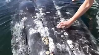 As baleias cinzentas adoram receber carícias nas barrigas
