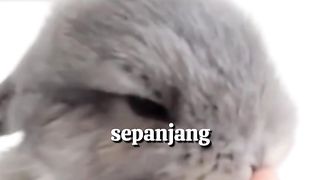 Fakta kelinci