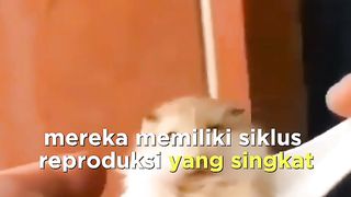 Fakta hamster