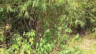 Sampai di lokasi rumpun buluh atau bambu