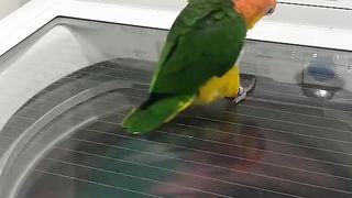 Round and round she goes