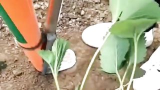 alat penanaman yang sederhana dapat mempermudah petani petani kecil /Simple planting tools can make things easier for small farmers
