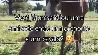 Uma amizade improvável ???? ..Créditos da Amiga rosianisa freire no app v1zinho