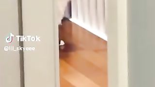 Funniest CATS and KITTENS ???????? A Whisker-twitching Cat Compilation for Feline Admirers! ????❤️ 2