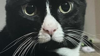 Yet another Remus video