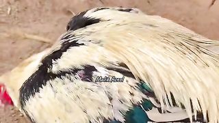 Best video 107