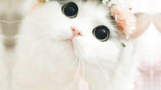 Sweet  cat vidio