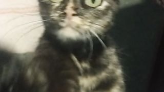 Gata da vizinha