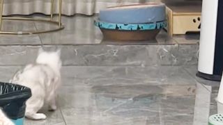 Funny cats compilation ????????