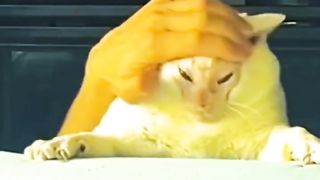 Funny Cat's Compilation