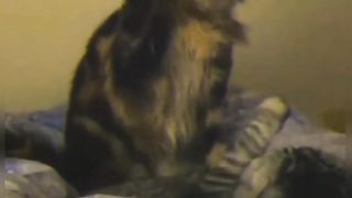 Funny Cat Compilation Part 2