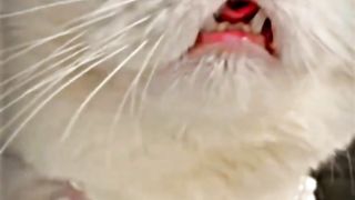 Cute cats 24