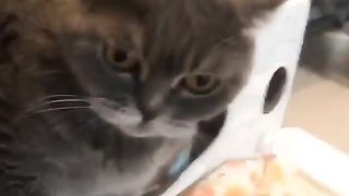 Как перекрыть чакры из космоса злому коту
