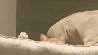peeping cat