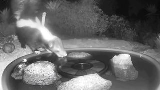 Animals drinking water without noticing the camera