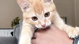 cat wants to say something