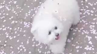 dog full of cherry blossoms