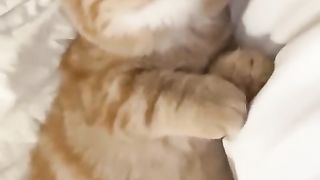 cat sleeping next to me