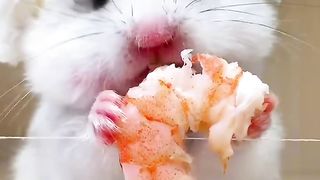 Small hamster eat prawns, not the restaurant wrong dish, is an eye-opener!