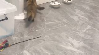 Cats part 3