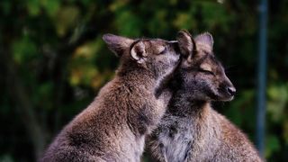 kangaroos love cute