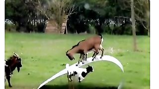 The goats came to the park in the city