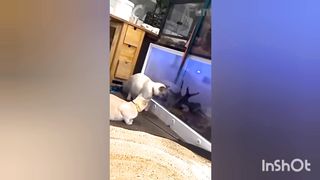 Cat video 24