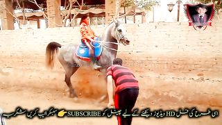 Training front foot step#sparkthespeed #horsedance koh-e-noor#20????