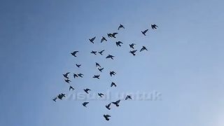 Fakta burung merpati